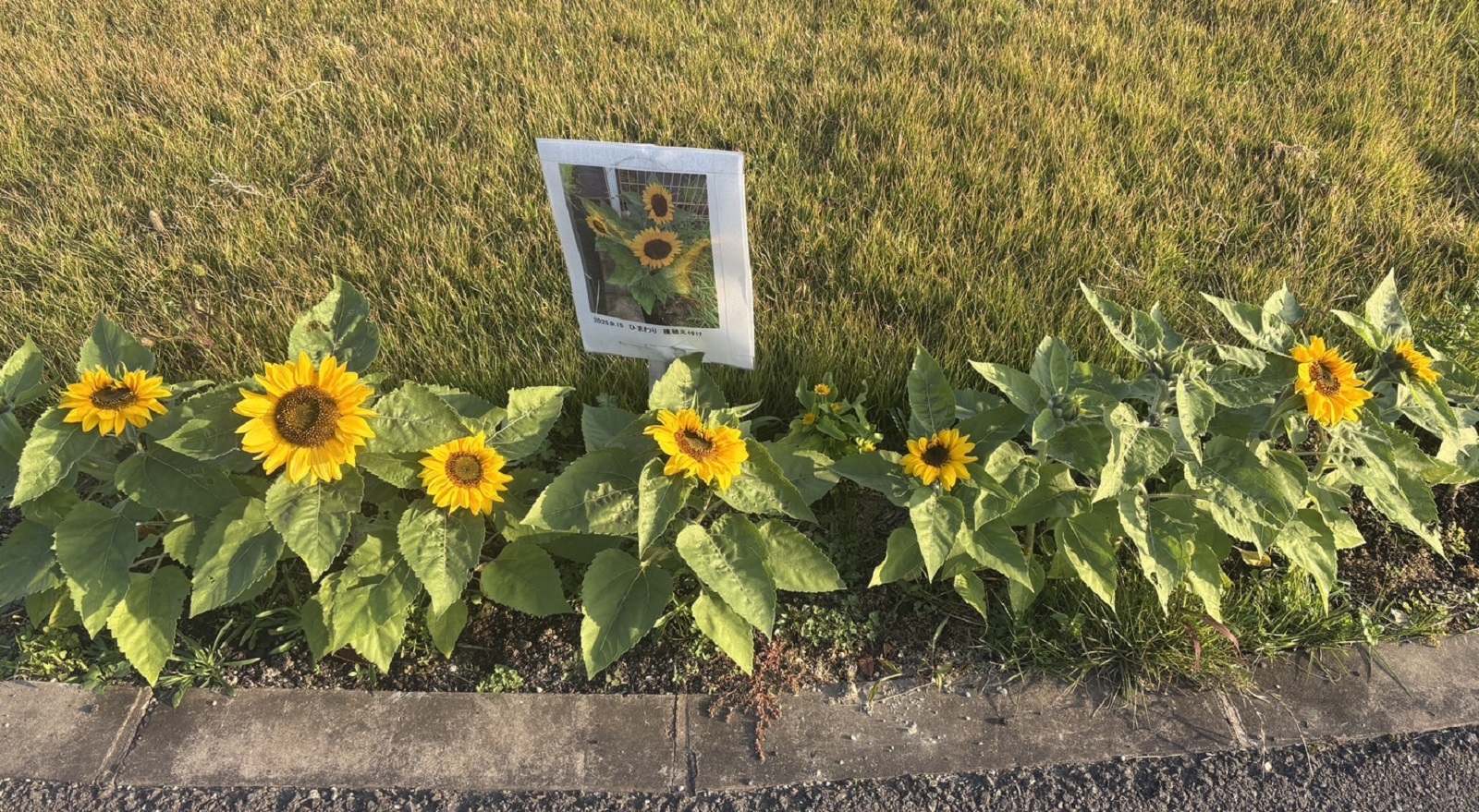 福山ハブセンターのヒマワリ